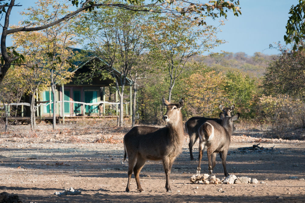 Ongava Tented Camp - All-Inclusive أوكاوكويجو المظهر الخارجي الصورة