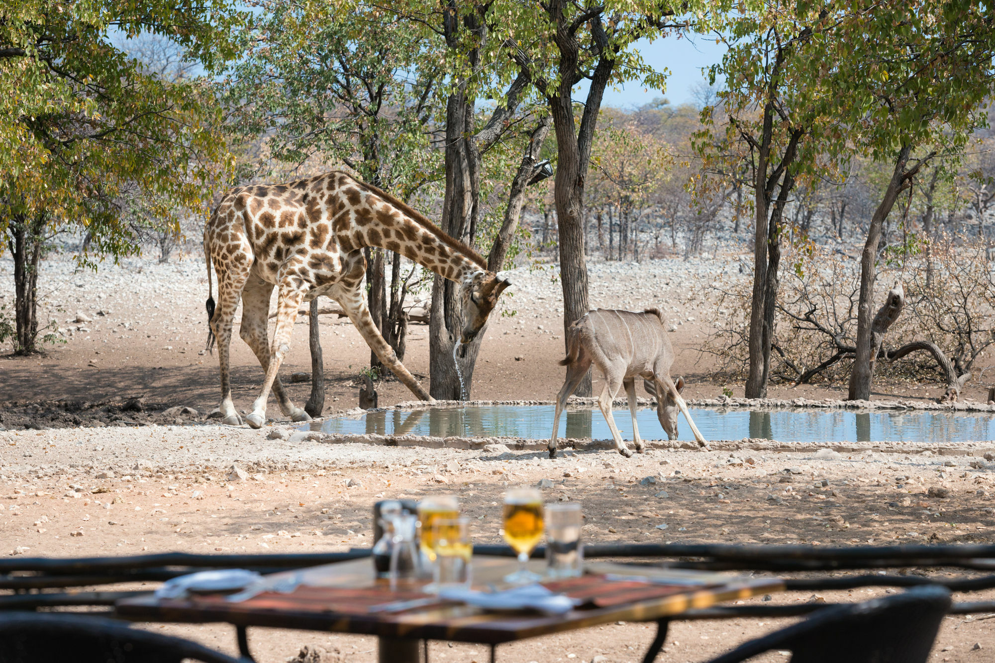 Ongava Tented Camp - All-Inclusive أوكاوكويجو المظهر الخارجي الصورة